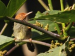 Olive-backed Tailorbird